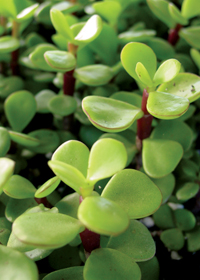 Portulacaria afra